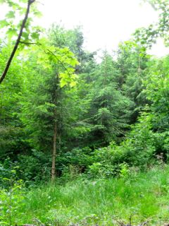 05-Jeune_foret-2.jpg