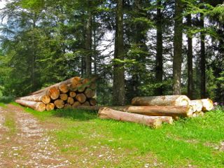 12-Propriete_forestiere-2.jpg
