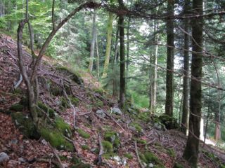 14-Foret_naturelle_inexploitee-2.jpg
