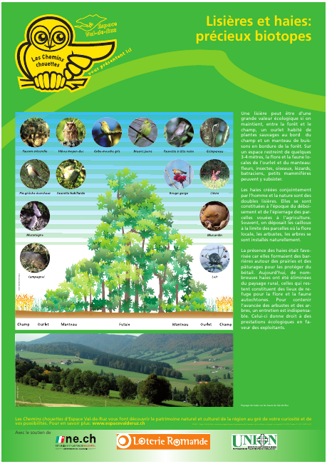 Lisières et haies, précieux biotopes