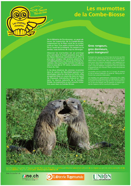 Les marmottes de la Combe Biosse